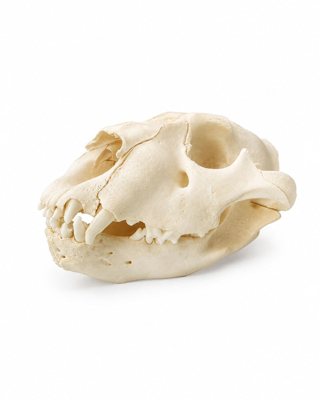 Echter Löwen Schädel eines Jungtiers kaufen bei SWISSkulls