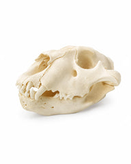 Echter Löwen Schädel eines Jungtiers kaufen bei SWISSkulls