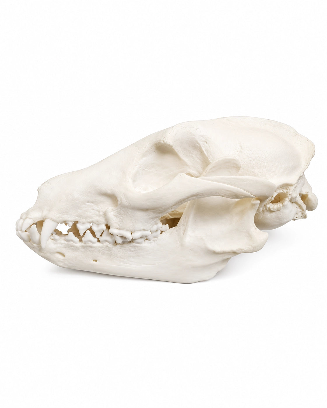 Echter Marderhund Schädel kaufen bei SWISskulls International