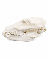 Echter Marderhund Schädel kaufen bei SWISskulls International