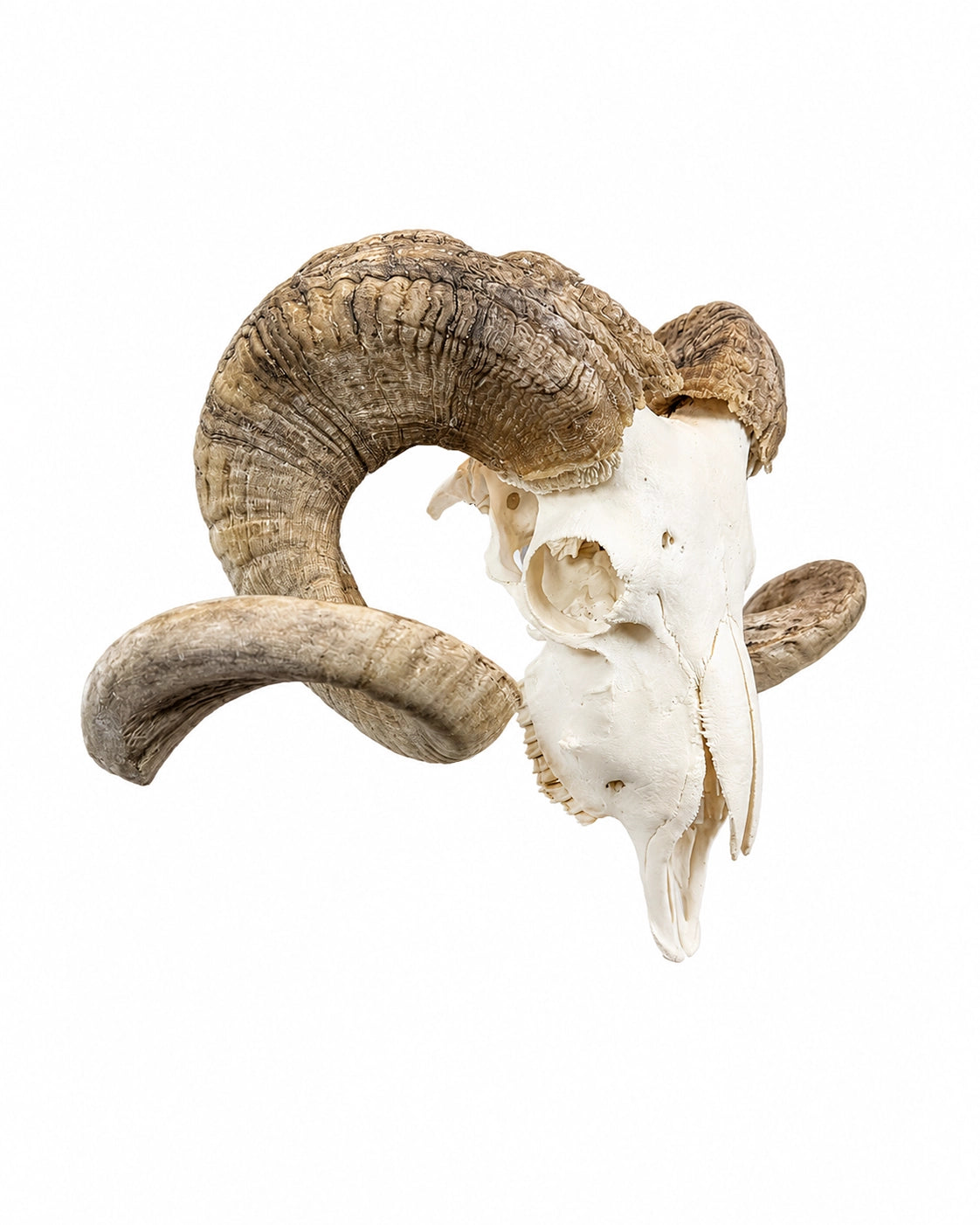Echter Merinoschafbock Schädel kaufen bei SWISSskulls