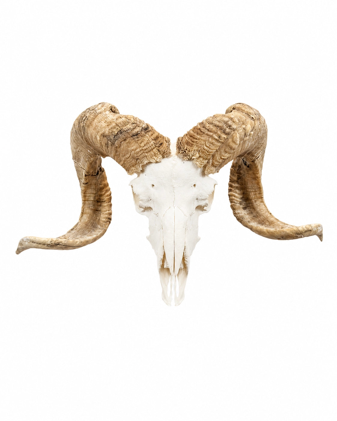 Echter Merinoschafbock Schädel kaufen bei SWISSskulls