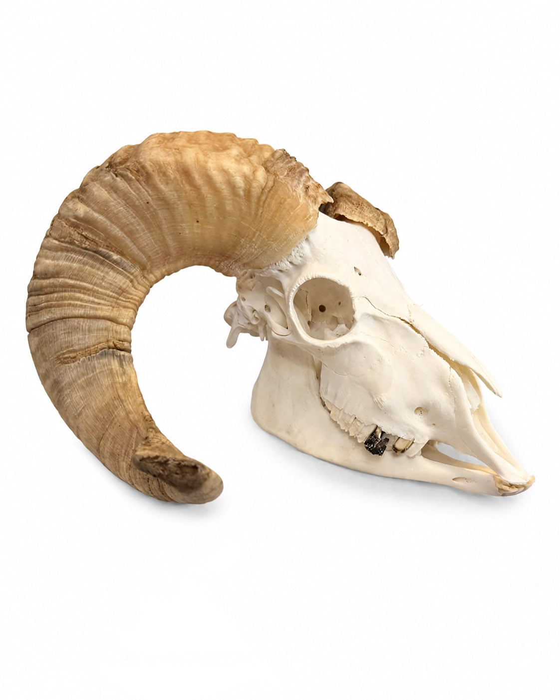Merinoschafbock Schädel  – kompletter Schafbockschädel bei SWISSskulls kaufen
