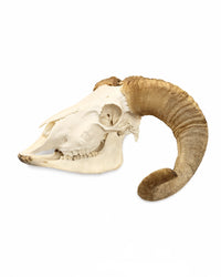Kompletter Merinoschaf Schädel mit Unterkiefer und geschwungenen Hörnern als Naturpräparat