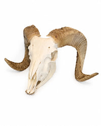 Merinoschafbock Schädel kaufen – echter Tierschädel mit Unterkiefer und natürlichen Hörnern