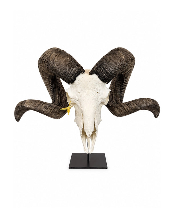 Echter Schafbock Schädel auf Sockel