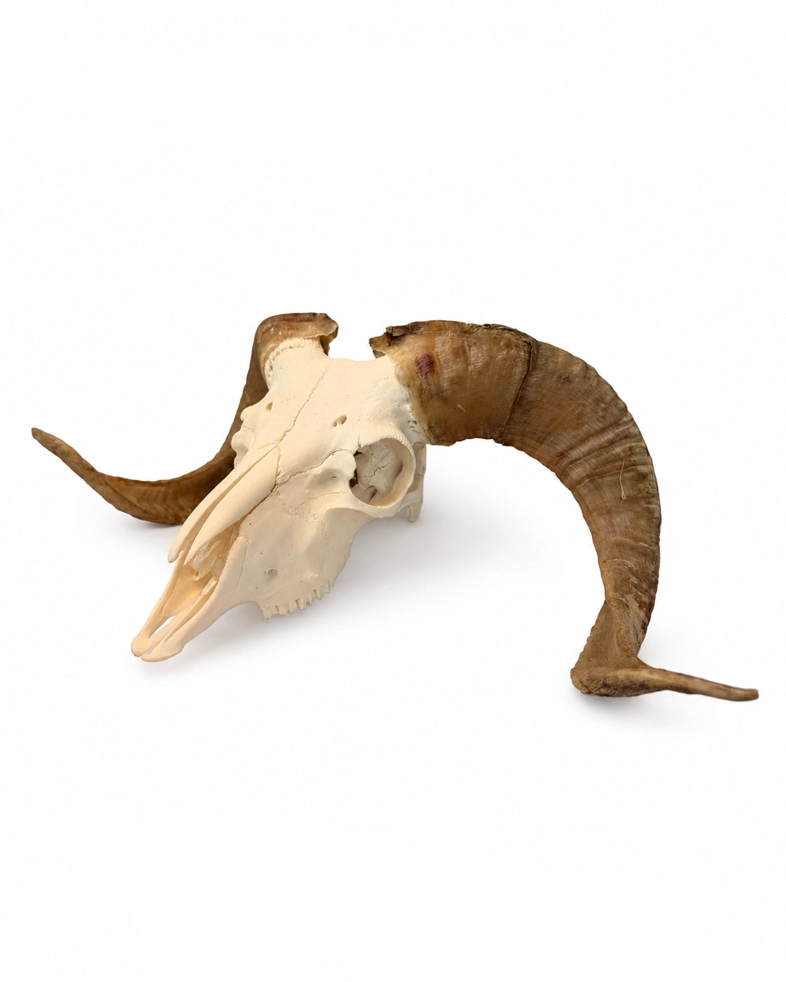 Echter Merinoschafbock Schädel