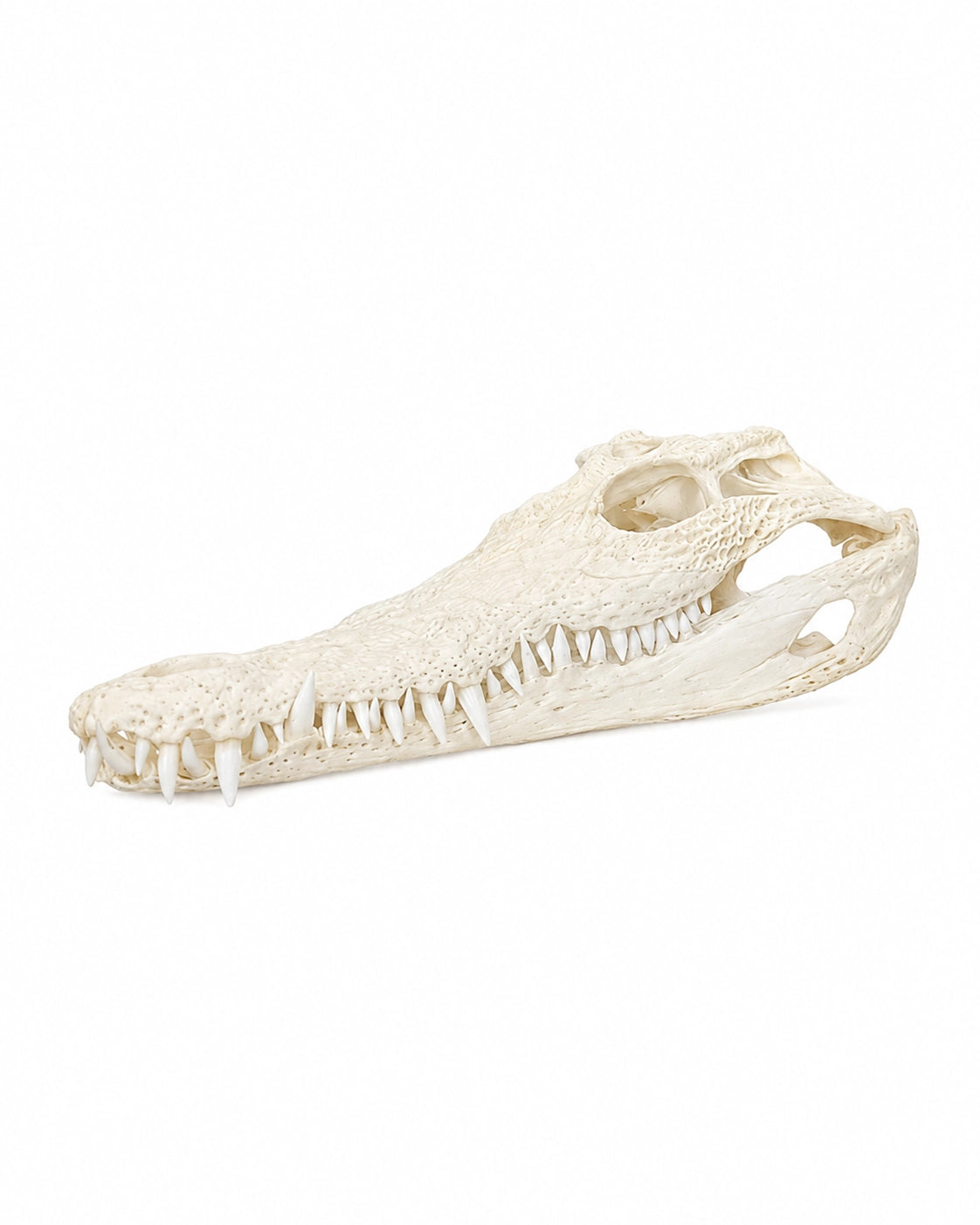 Echten Nilkrokodil-Schädel (Crocodylus niloticus) bei SWISSskulls kaufen – hochwertig präpariert, legal bezogen, perfekt für Sammler und Studienobjekte.