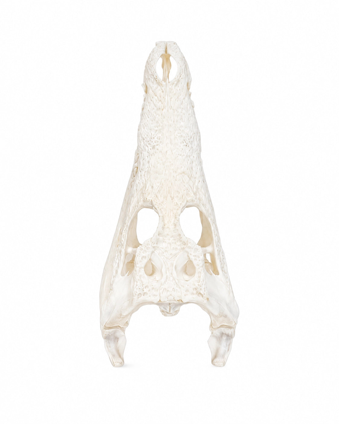 Echten Nilkrokodil-Schädel (Crocodylus niloticus) bei SWISSskulls kaufen – hochwertig präpariert, legal bezogen, perfekt für Sammler und Studienobjekte.