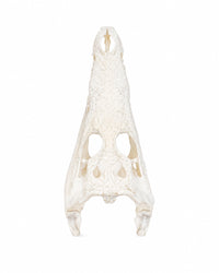 Echten Nilkrokodil-Schädel (Crocodylus niloticus) bei SWISSskulls kaufen – hochwertig präpariert, legal bezogen, perfekt für Sammler und Studienobjekte.