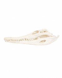 Echten Nilkrokodil-Schädel (Crocodylus niloticus) bei SWISSskulls kaufen – hochwertig präpariert, legal bezogen, perfekt für Sammler und Studienobjekte.