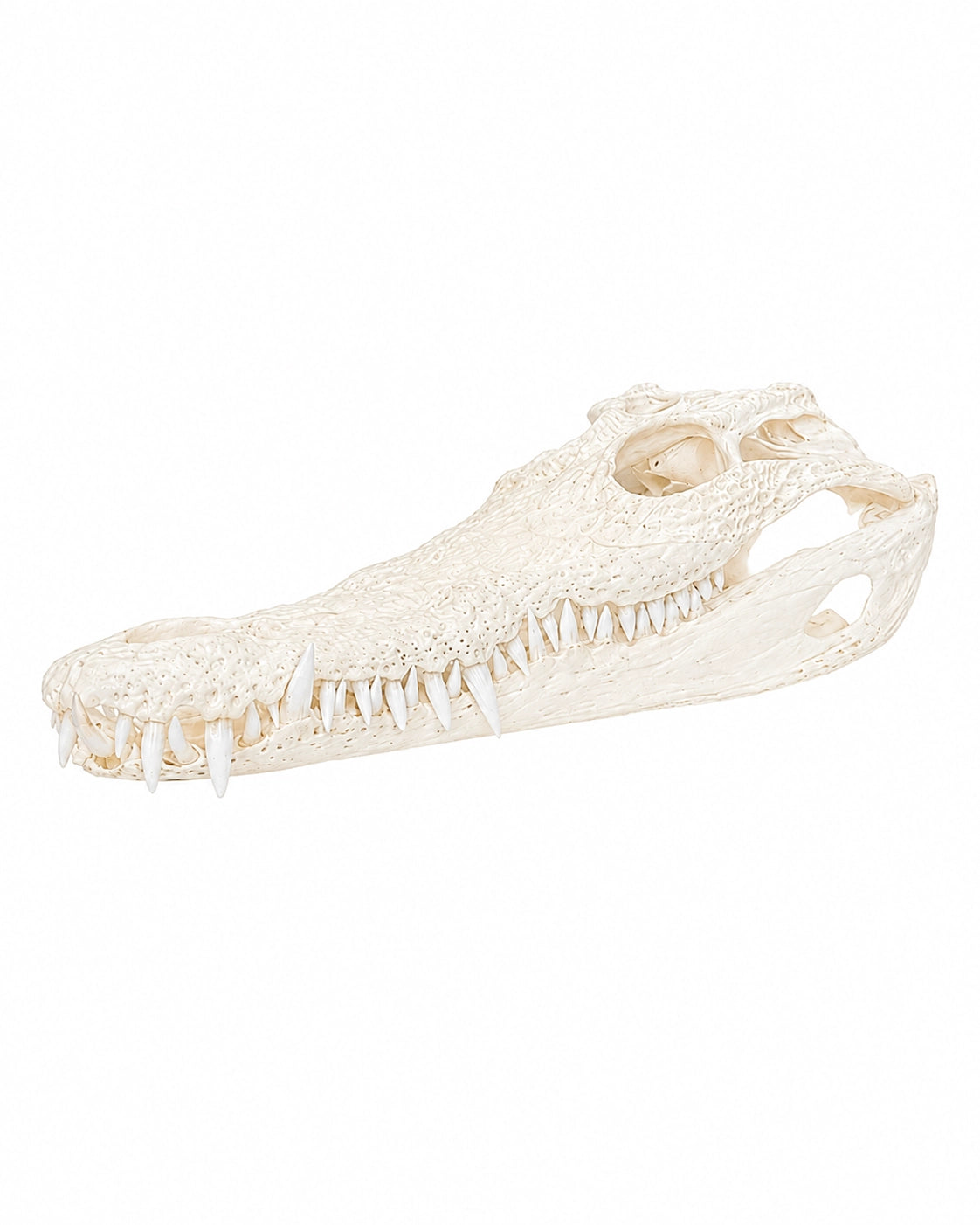 Echten Nilkrokodil-Schädel (Crocodylus niloticus) bei SWISSskulls kaufen – hochwertig präpariert, legal bezogen, perfekt für Sammler und Studienobjekte.