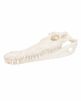 Echten Nilkrokodil-Schädel (Crocodylus niloticus) bei SWISSskulls kaufen – hochwertig präpariert, legal bezogen, perfekt für Sammler und Studienobjekte.
