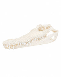 Echten Nilkrokodil-Schädel (Crocodylus niloticus) bei SWISSskulls kaufen – hochwertig präpariert, legal bezogen, perfekt für Sammler und Studienobjekte.