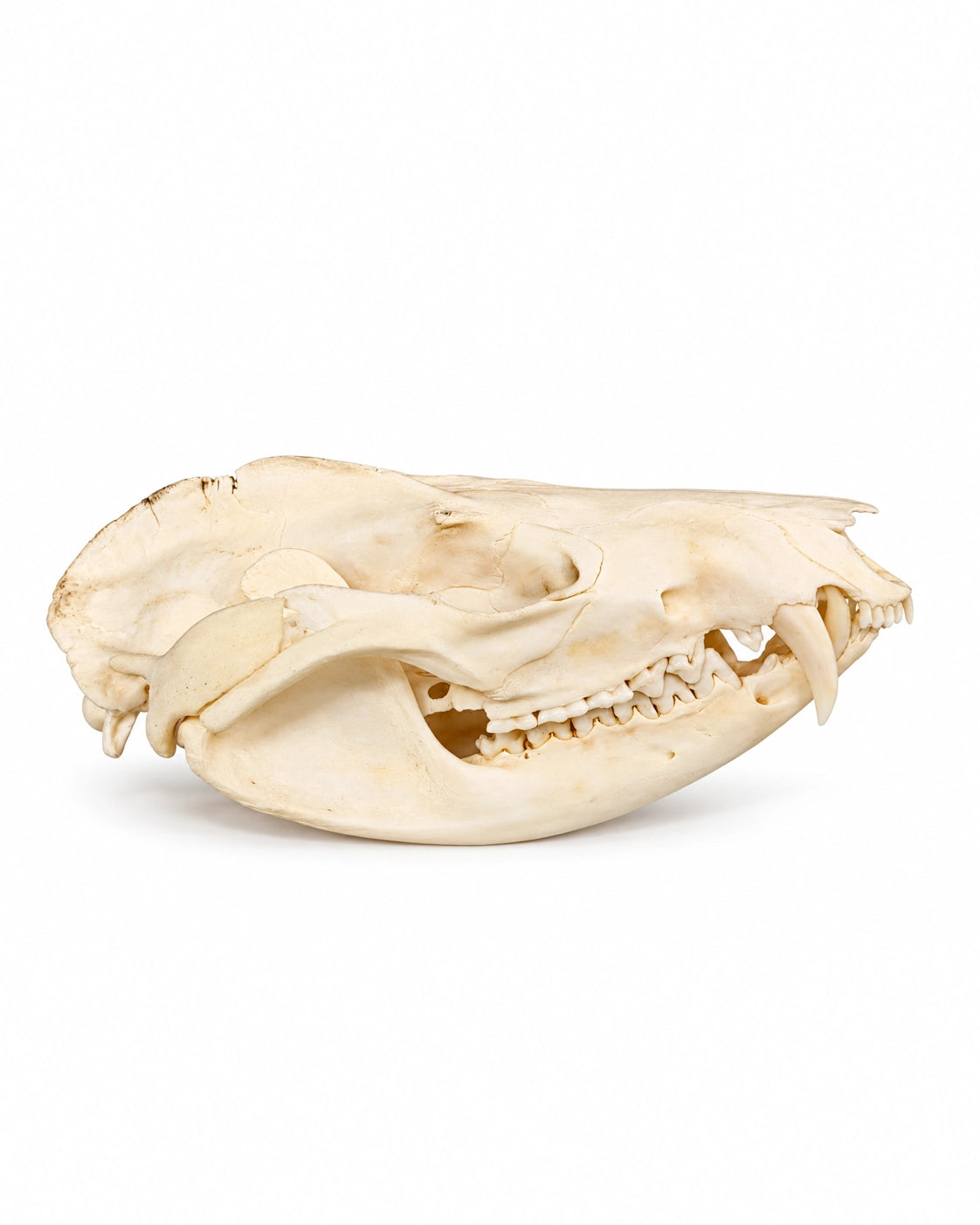 Echter Opossum Schädel