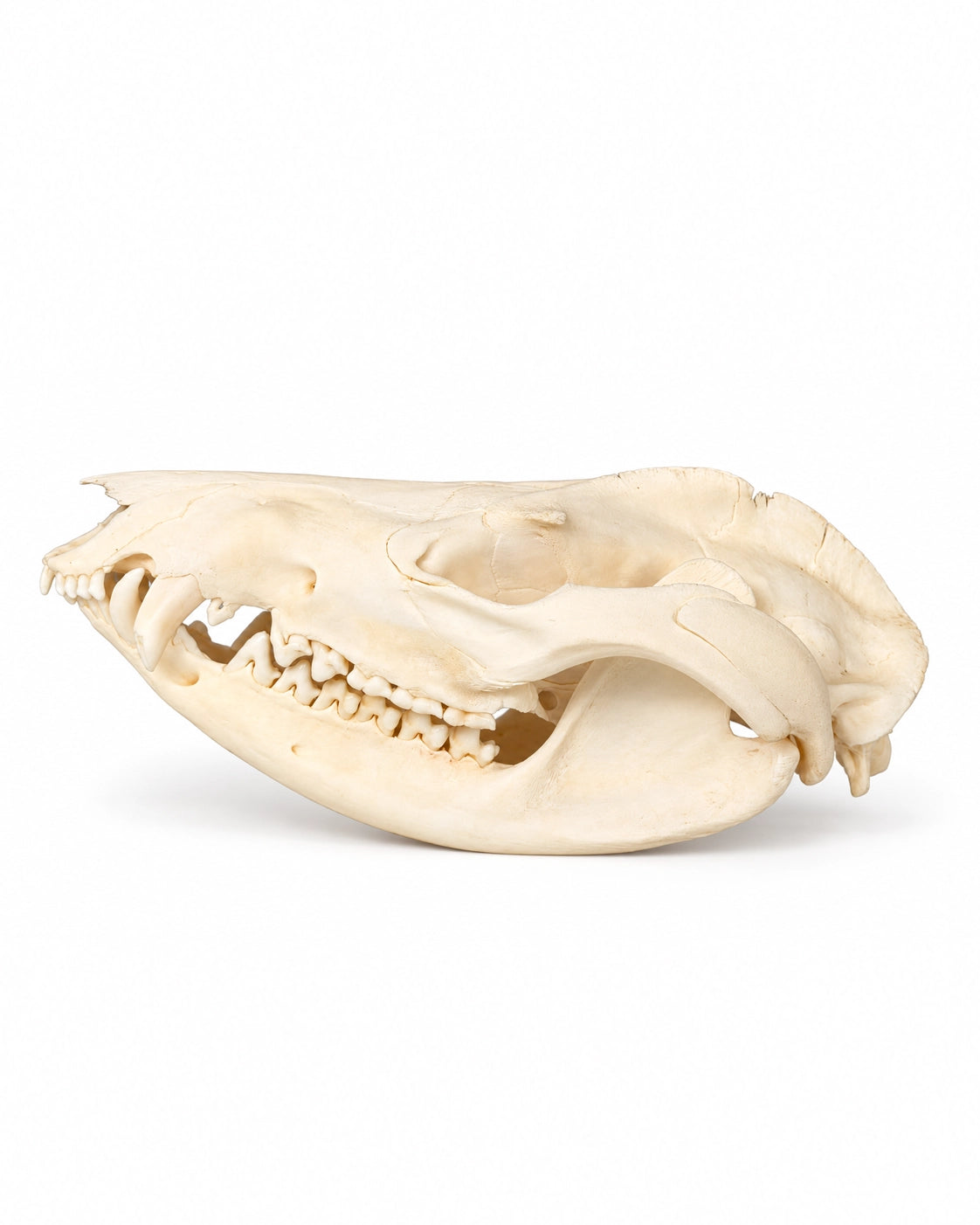 Echter Opossum Schädel