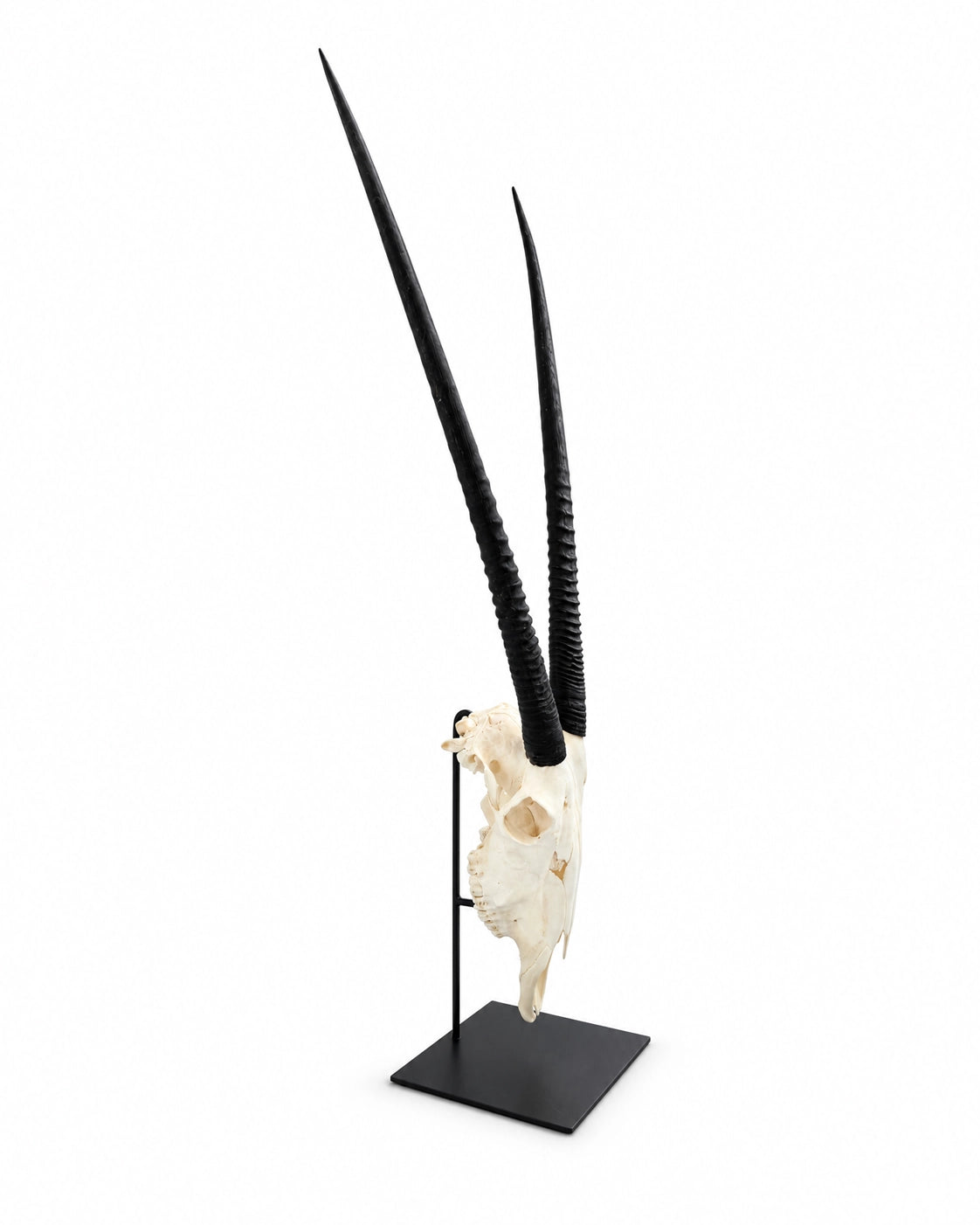 Trophäenständer aus schwarzem Stahl mit oberem Haken und unterer Stütze, Vorderansicht mit Oryx Schädel drauf.
