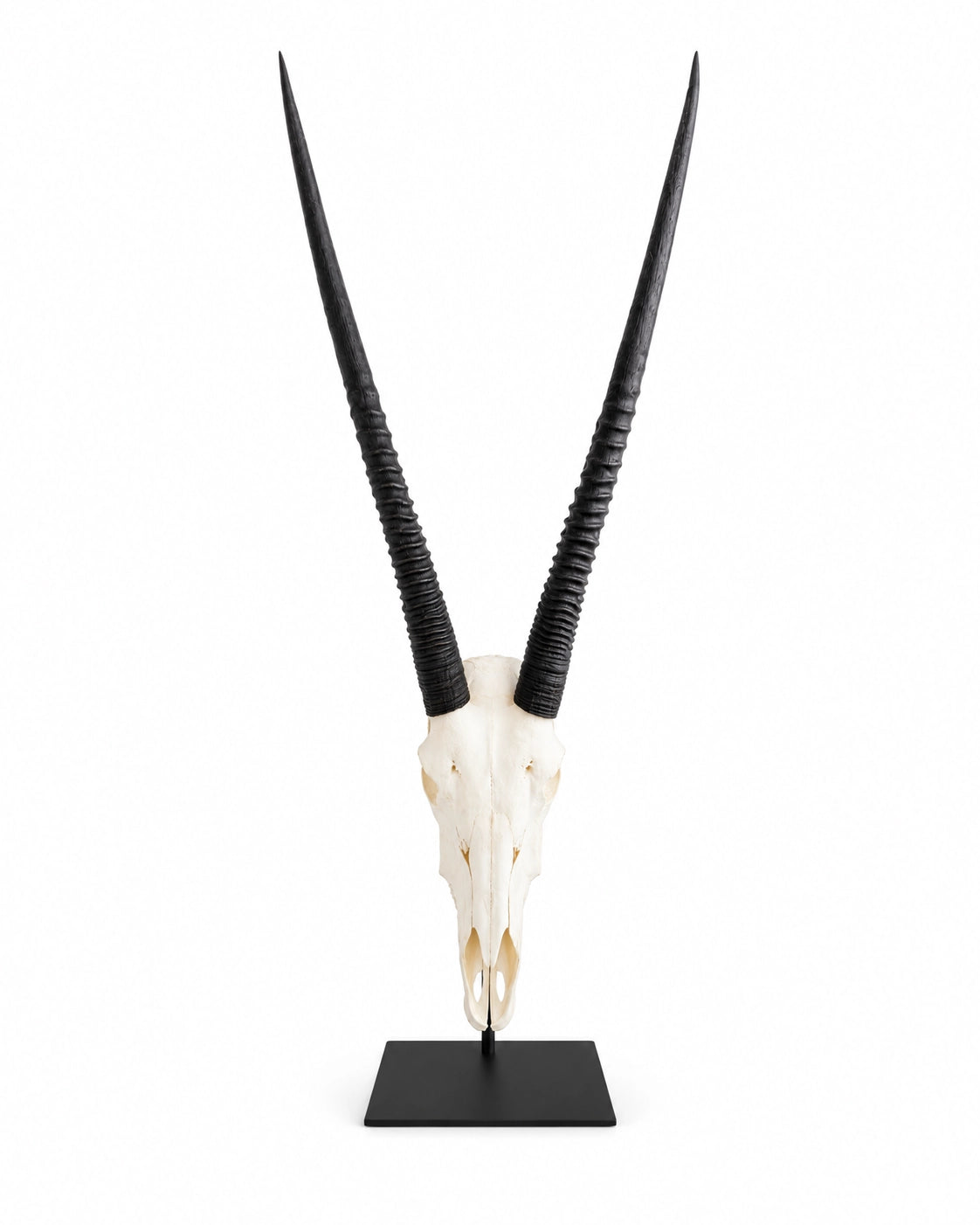 Oryx-Schädel mit langen schwarzen Hörnern auf einer Tischhalterung aus Stahl, Vorderansicht