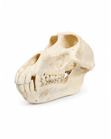True baboon skull (Chacmaboon)