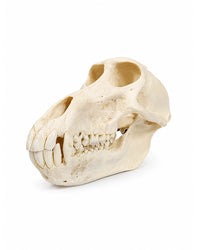 True baboon skull (Chacmaboon)