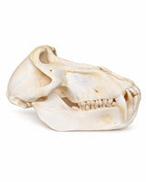Pavianschädel schräg von oben mit sichtbaren Backenzähnen und Knochenstrukturen