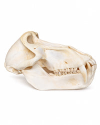 Pavianschädel schräg von oben mit sichtbaren Backenzähnen und Knochenstrukturen