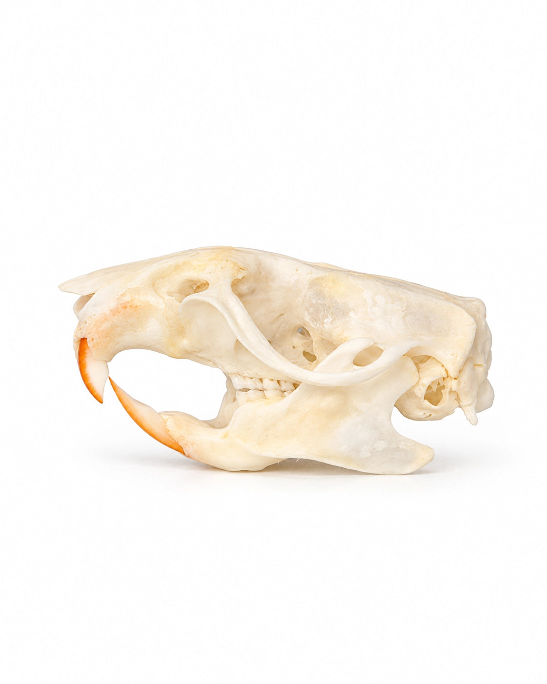 Echte ratten schedel