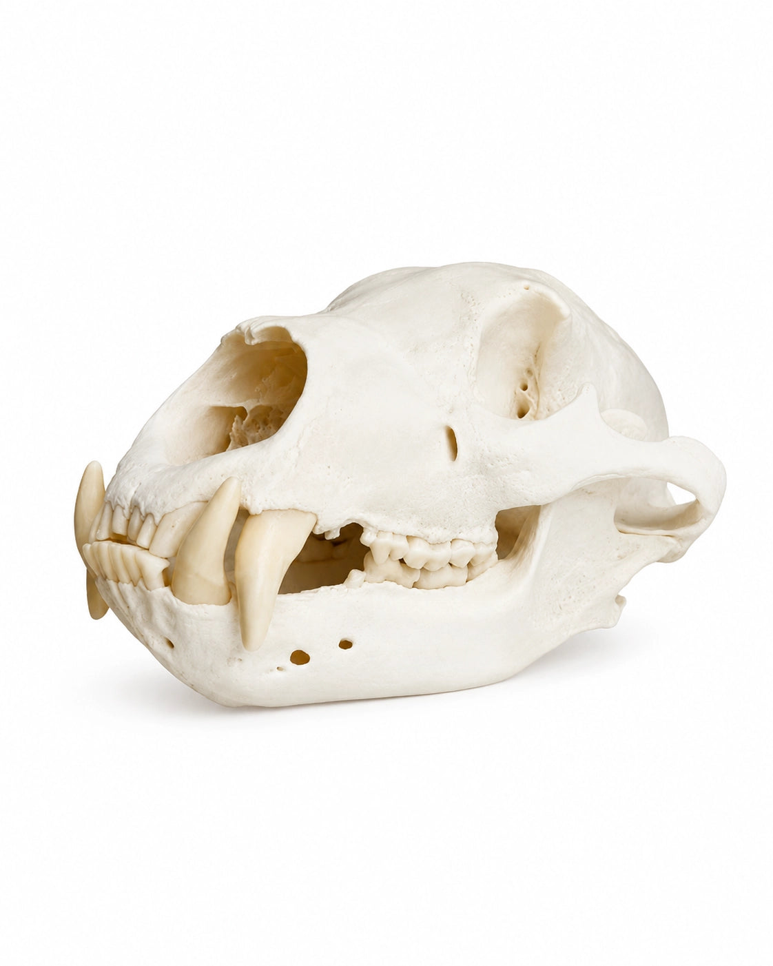 Echter Schwarzbären Schädel aus Kanada kaufen bei SWISSkulls