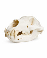 Echter Schwarzbären Schädel aus Kanada kaufen bei SWISSkulls