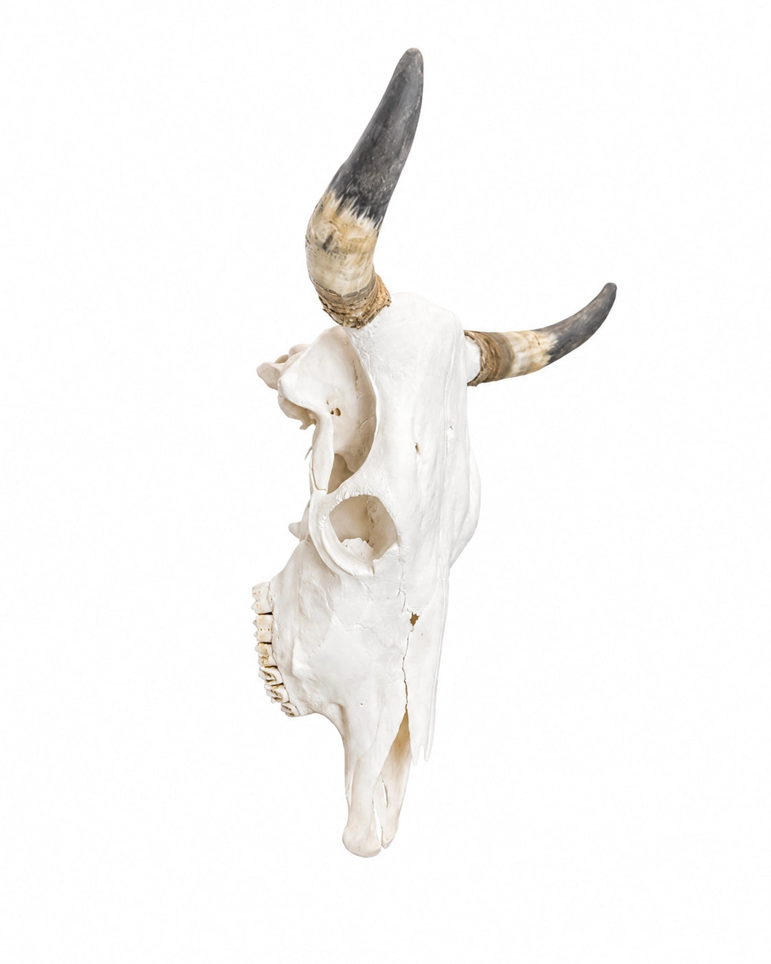 Véritable crâne de vache suisse (Brown Swiss) 