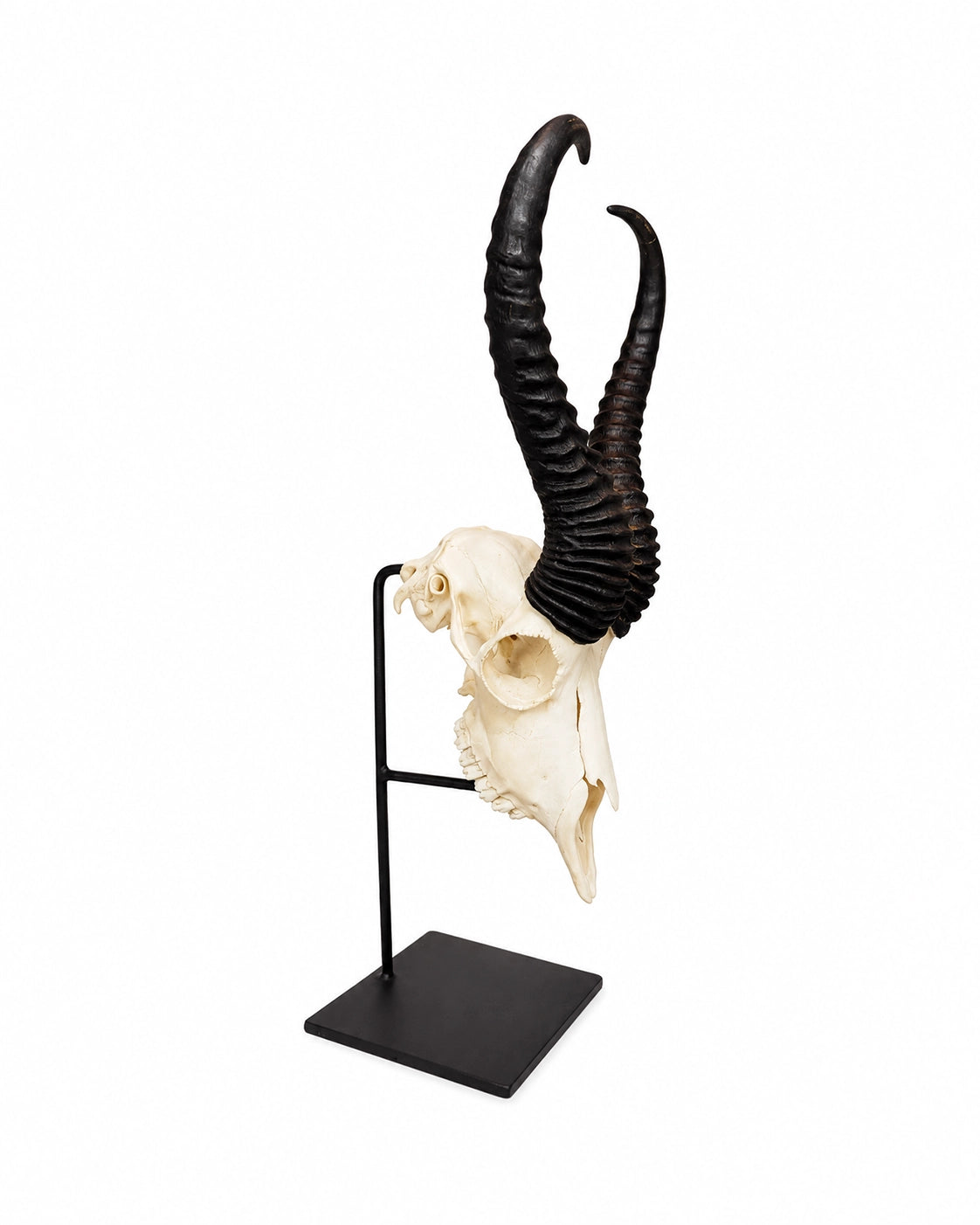 Echter Springbock Schädel auf Sockel kaufen bei SWISSskulls