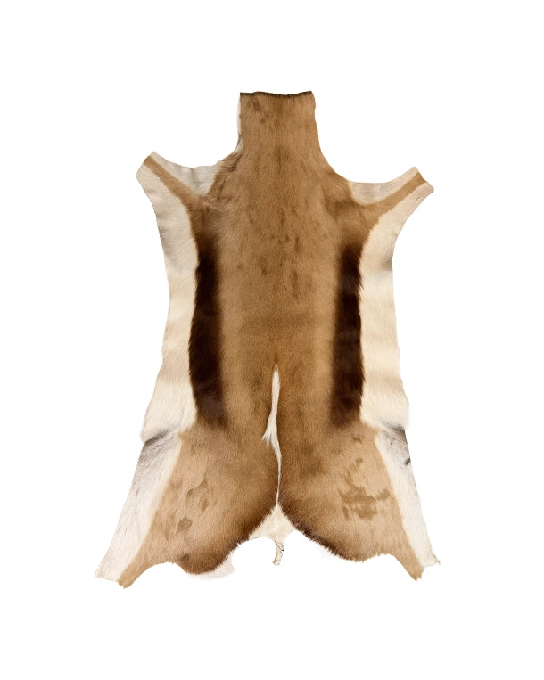 Echtes Springbockfell aus Südafrika – nachhaltiges Tierfell bei SWISSskulls kaufen