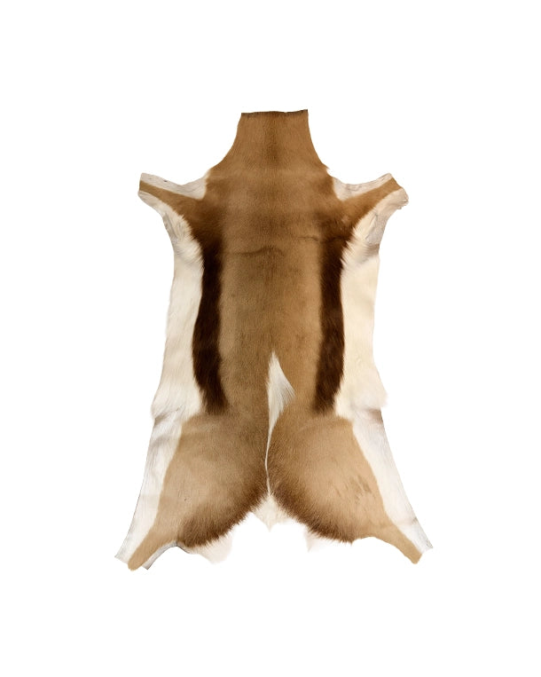 Springbockfell (Antidorcas marsupialis) echtes Fell aus Südafrika – SWISSskulls