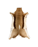Springbockfell (Antidorcas marsupialis) echtes Fell aus Südafrika – SWISSskulls