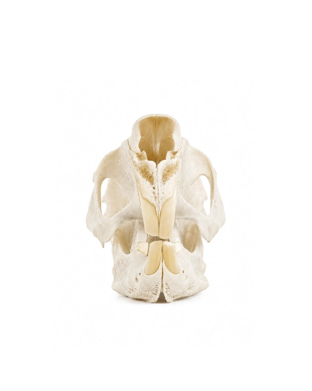 Echter Springhasen Schädel kaufen bei SWISSkulls