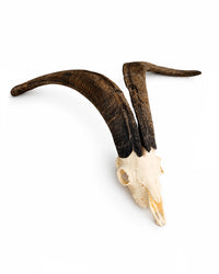 Genuine Valais Blackneck Goat Skull