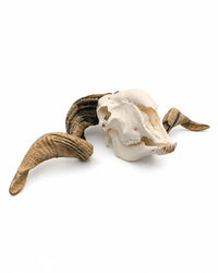 Echter Walliser Schwarznasenschaf Schädel