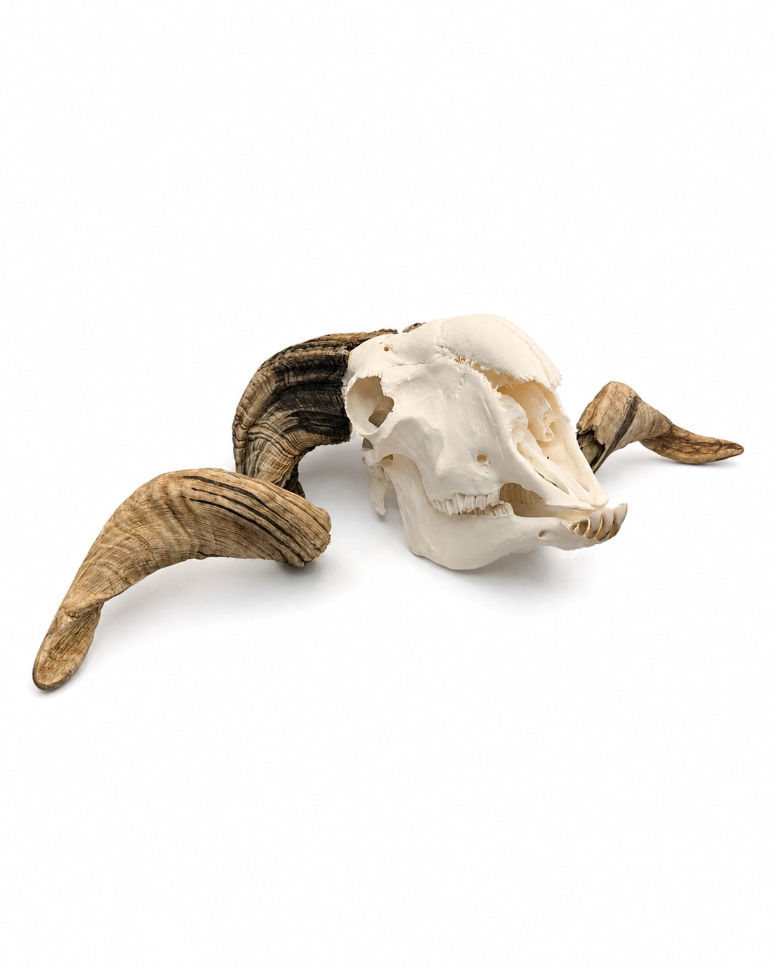Echter Walliser Schwarznasenschaf Schädel