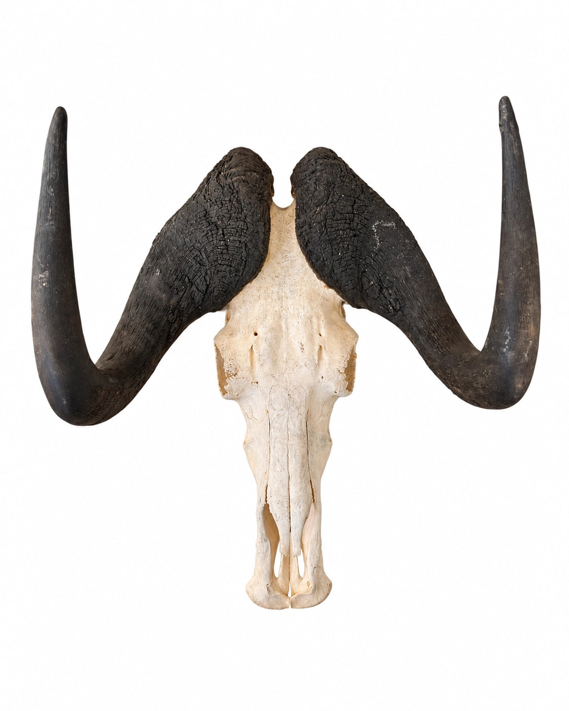 Echter Weissschwanzgnu Schädel kaufen bei SWISSkulls