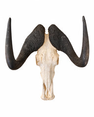 Echter Weissschwanzgnu Schädel kaufen bei SWISSkulls