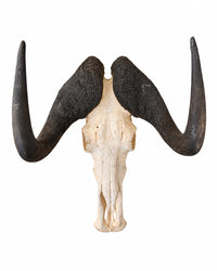 Echter Weissschwanzgnu Schädel kaufen bei SWISSkulls