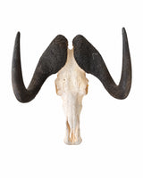 Weissschwanzgnu Schädel kaufen bei SWISSkulls