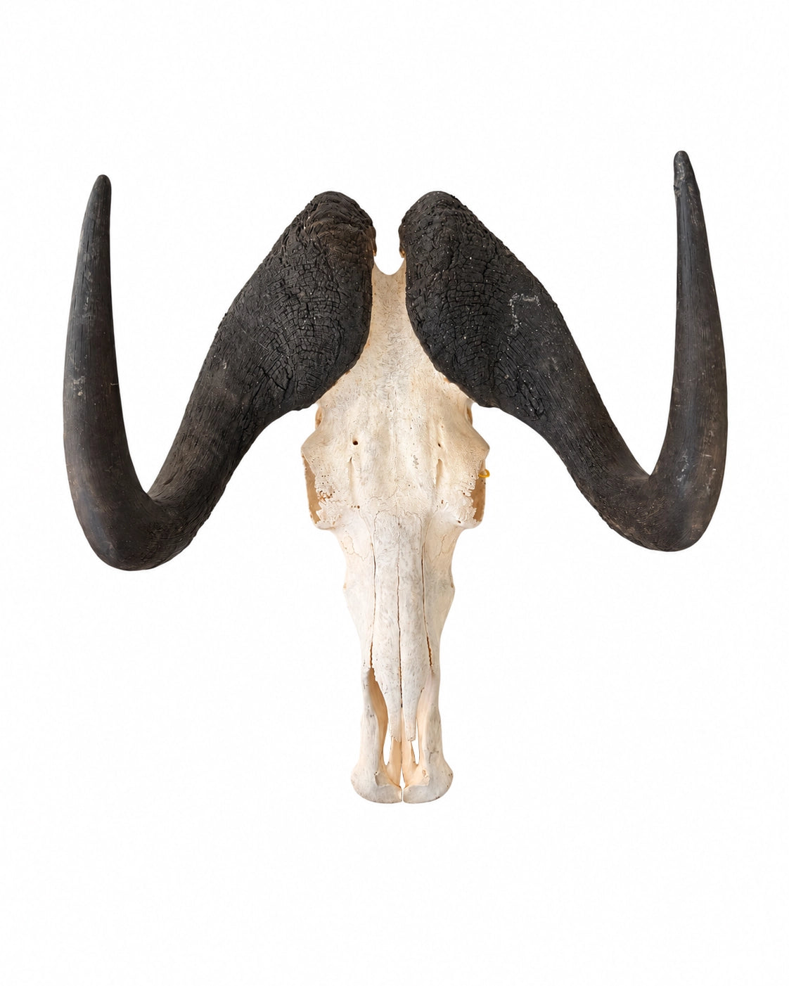 Weissschwanzgnu Schädel kaufen bei SWISSkulls