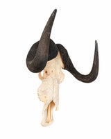 Weissschwanzgnu Schädel kaufen bei SWISSkulls