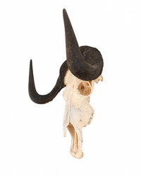 Weissschwanzgnu Schädel kaufen bei SWISSkulls