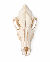 Wolfsschädel von oben mit sichtbaren Schädelnähten und Jochbögen