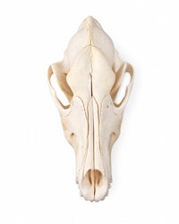 Wolfsschädel von oben mit sichtbaren Schädelnähten und Jochbögen