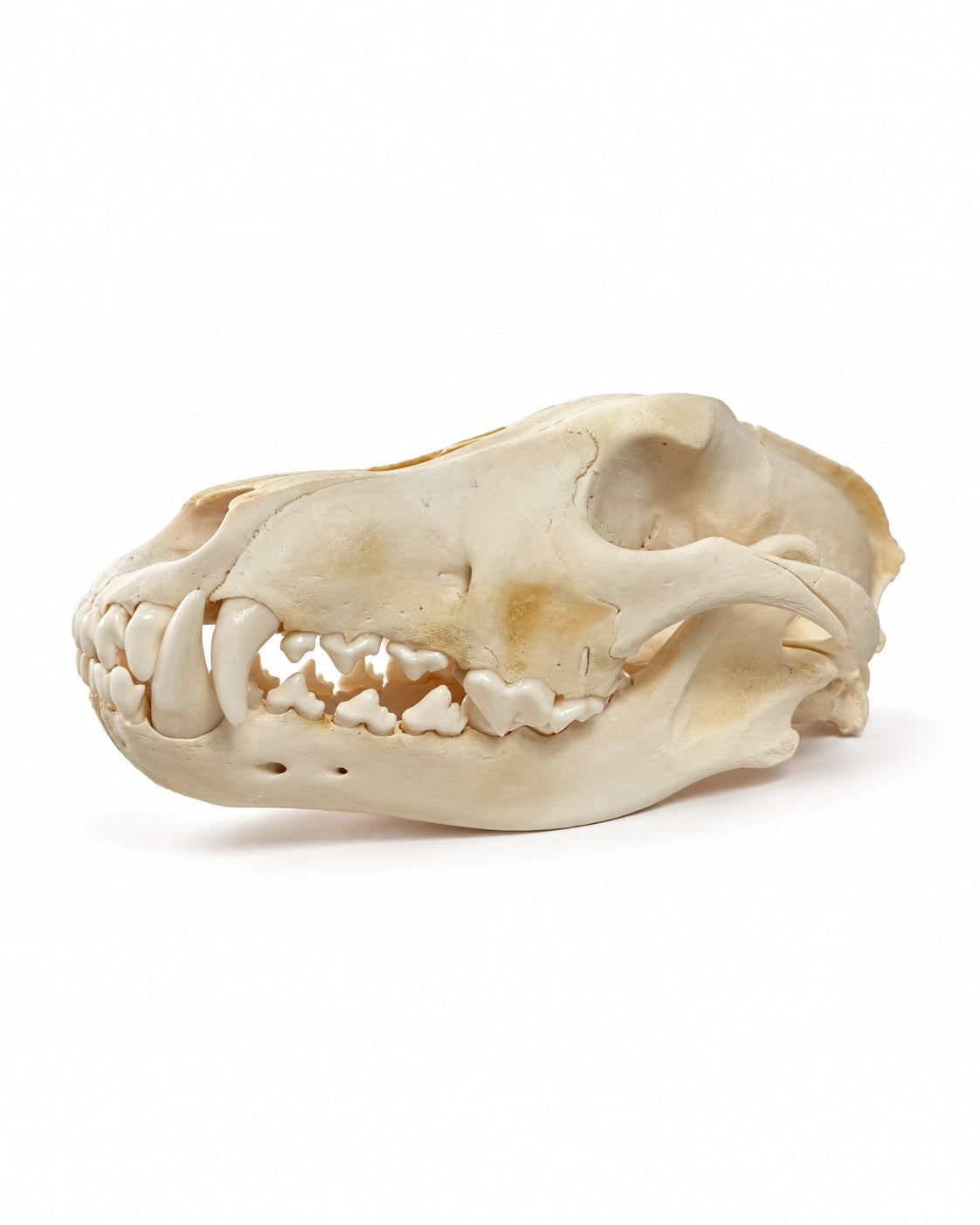 Echter Wolf Schädel
