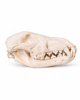 Echte wolfskop