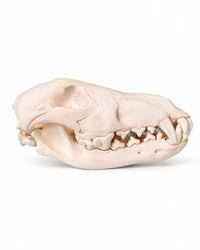 Echte wolfskop